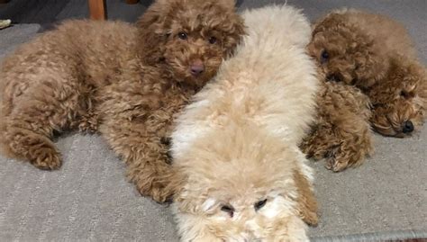 doodles poodles adoption and rehome.